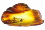 Two Fossil Flies (Diptera) In Baltic Amber #139069-5